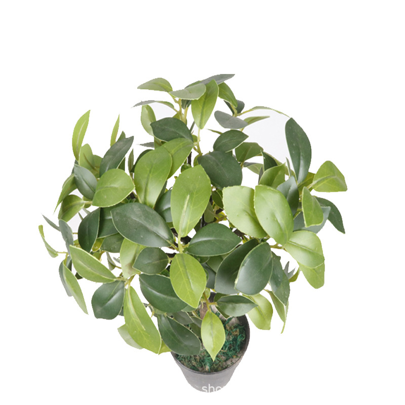 XRS-159 迷你榕叶7号盆栽166叶2.jpg