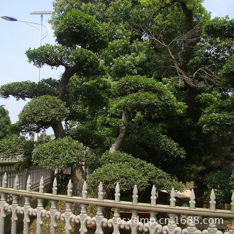 Большие деревья, формованные вязовые деревья, саженцы для садоводства и озеленения, высококачественные вязовые деревья оптом