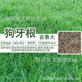 优选耐热耐踩绿化草种子 四季青草籽  狗牙根/百慕大草种批发