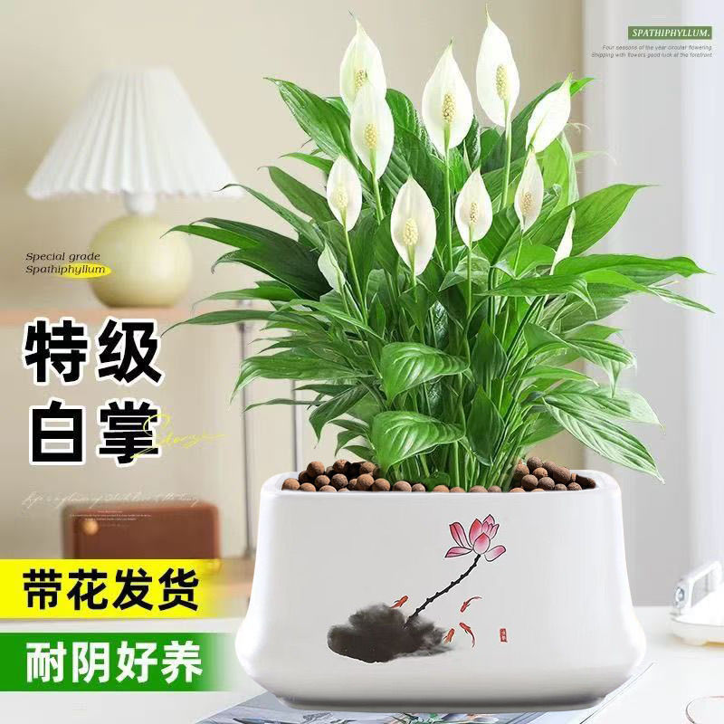 精品白掌盆栽一帆风顺植物室内办公室好养活花卉绿萝绿植四季开花