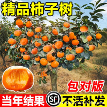 �ش�����������o���ϱ����Nֲ�ش�ͥԺ���Ԯ���Y�����Ә����