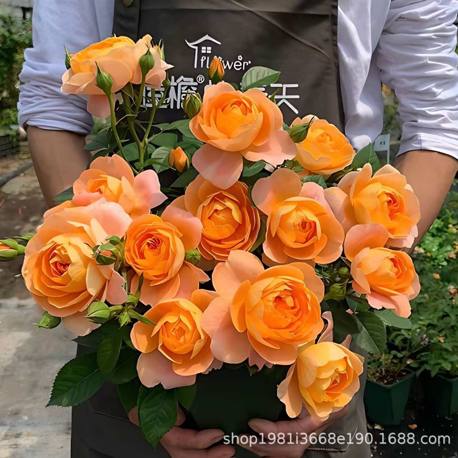 灌木月季花苗果汁阳台盆栽花卉植物庭院阳台蔷薇芬芳四溢四季绿植