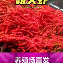 极火虾观赏虾淡水晶虾宠物虾樱花虾黑壳虾除藻虾蓝宝石米虾背