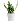 Tigerpi potted base wholesale in Pionee tiger tiger tiger -tailed plants indoor green plants landing high cylinder