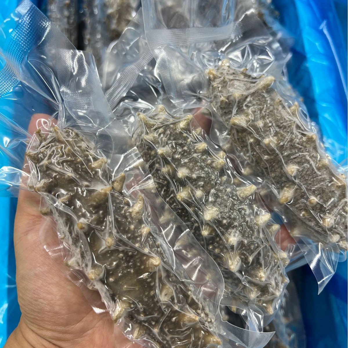 明尊10A级大连高端即食海参500g刺参即食海参 厂家批发 顺丰发货