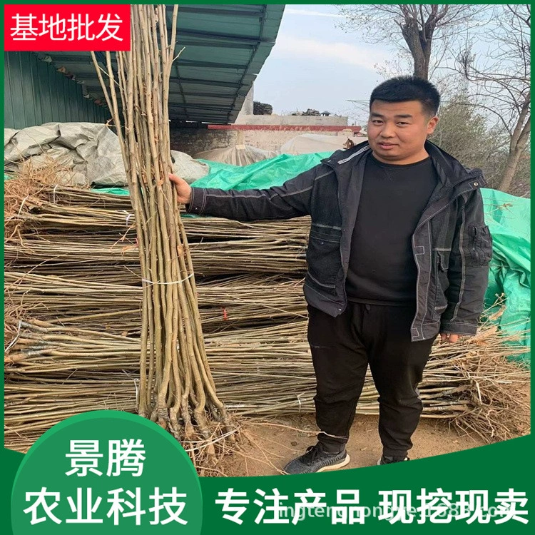 Оптовые саженцы каштана, урожайные в том же году, сорта, такие как Дахунпао и масляный каштан Тайшань, высота 1.5m саженцев каштана.