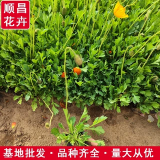 混色冰岛虞美人 花海虞美人基地供应 时令草花地被植物冰岛虞美人