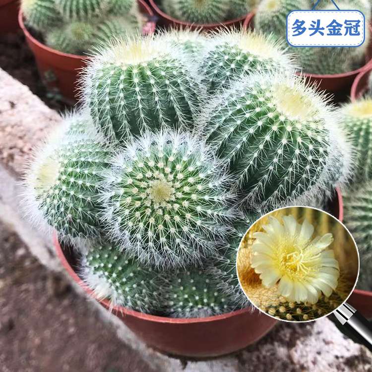 多头金冠仙人球仙人掌多肉植物小盆栽办公室内花卉桌面绿植无品牌