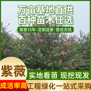 �������l��ޱ������L���е���G��������t����������U���ռt��