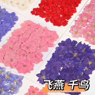 Flying Swallow Flower Dried Flower Embossed Flower Nail Beauty Makeup Material Natural Real Flower Plant Specimen Gel Dropping Handmade Material