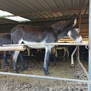 �Bֳ��ֱ�����ʷN�H������H���H�x�A���H����H�V�`���H�H����