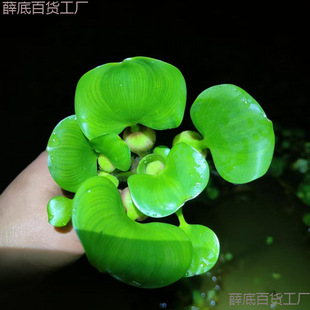 ˮ���J��Ƽˮ��ֲ���B�~�B���~���쾰����ˮ�|�~��ˮ�N��ˮܽ��