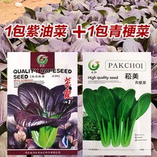 紫油菜种子小青菜种籽红上海青南方菜籽蔬菜孑菜种秋冬季四季籽种