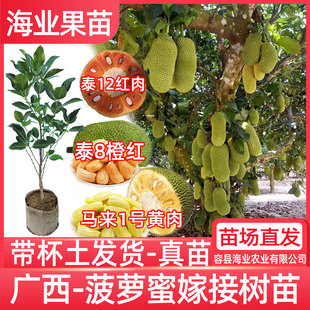 ���}�ۘ����޽�̩���t��ɰ������ļ���ɏ��ľ���}�۹�����ͥԺ