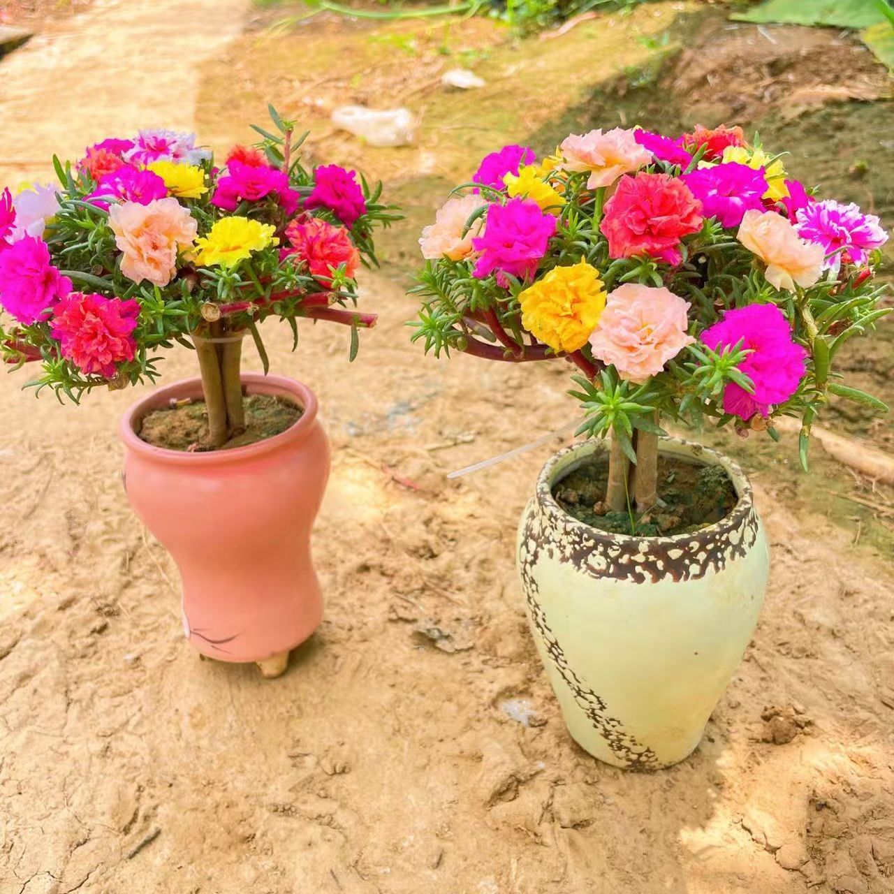 太阳花老桩多色重瓣耐寒耐热四季开花阳台庭院必备花卉基地直发