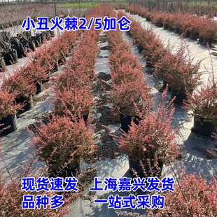 С���2�Ӂ�5�Ӂ��򻨈@�����������ͺ��᳣͟�G����ľ�����t�~