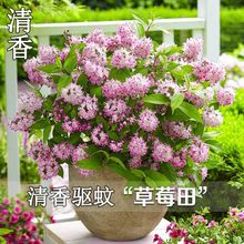 【驱蚊植物】溲疏花卉盆栽苗粉霜绣线菊室内绿植阳台四季开花耐寒