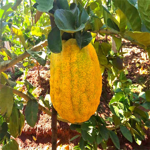 �㙴���� �㙴�� ���ݘ��������ϱ����Nֲ���Ե��Թ����箔��Y��