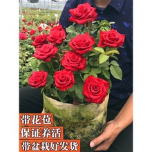 һ�����l�����Lɳõ�廨�绨���^���Gֲ���҃��̨���Դ��¼��N