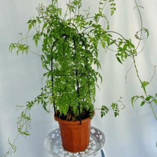 素馨花盆栽多花花卉室内阳台庭院四季易活懒人花爬藤藤蔓绿植花卉
