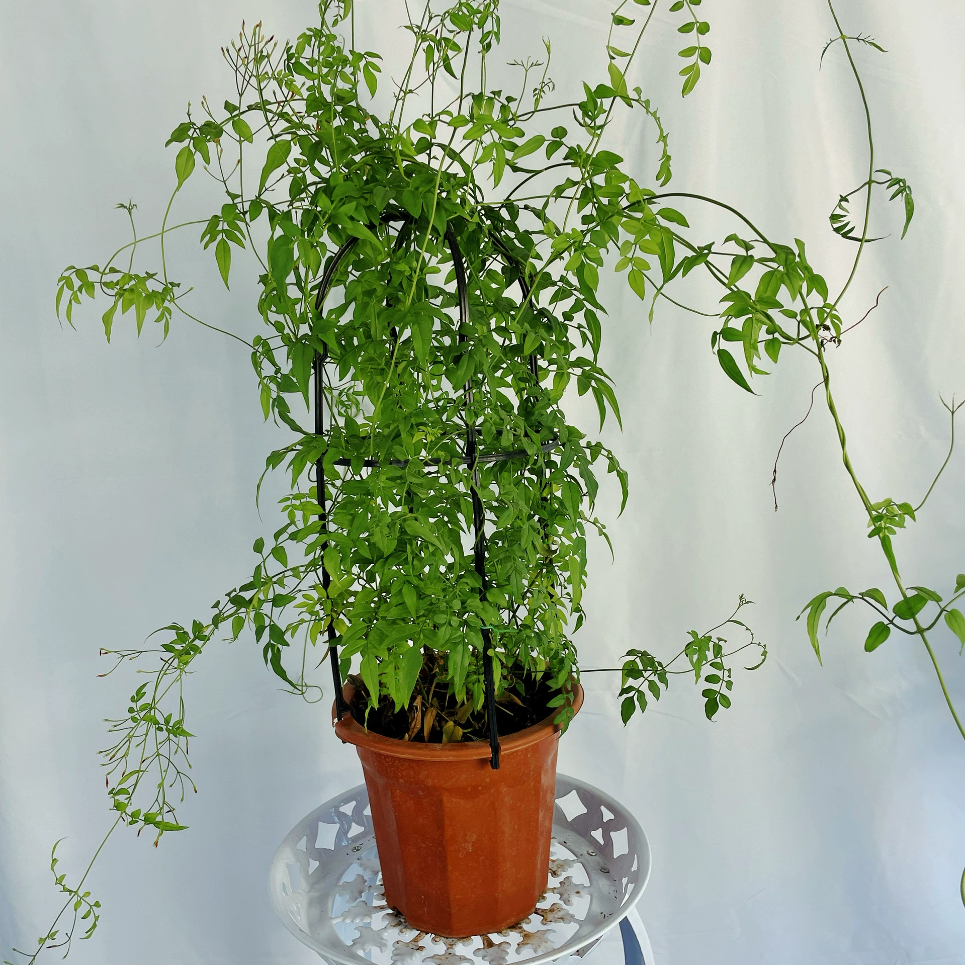 Вегетарианские цветы в горшках с несколькими цветочными цветами Крытый балкон