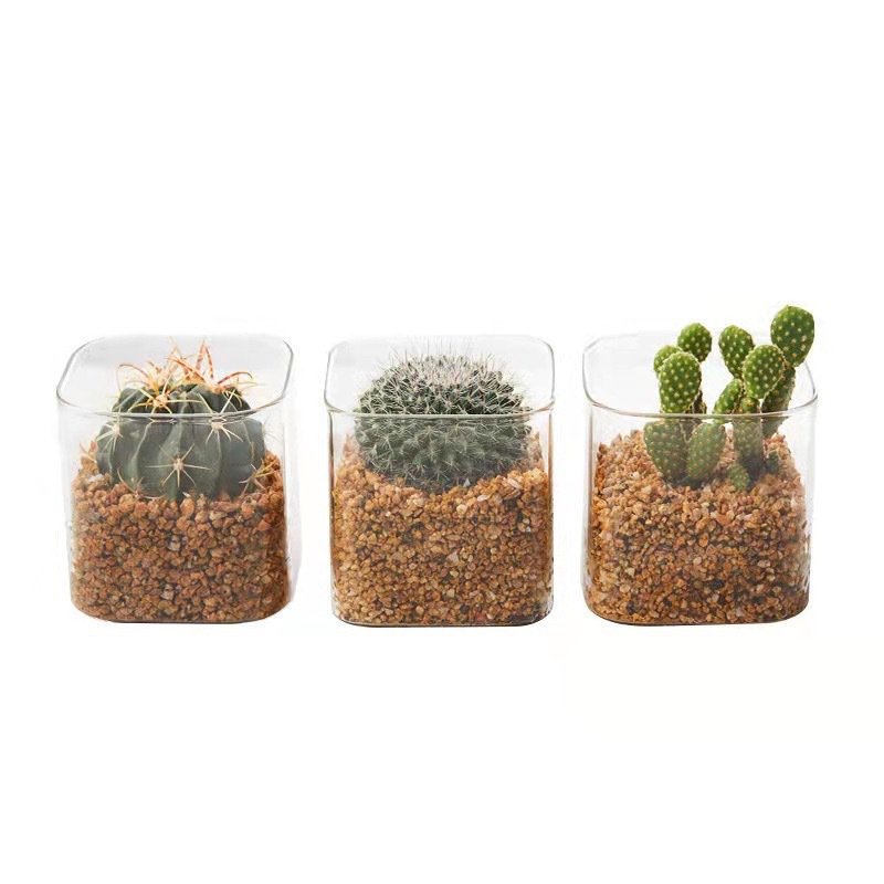 Vidrio hidropónico transparente cilindro cuadrado florero simple tanque de peces hidropónico rábano verde suculento contenedor cuadrado candelabro maceta al por mayor