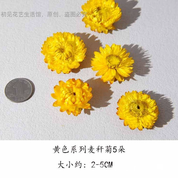 Yellow 5 yellow straw chrysanthemums