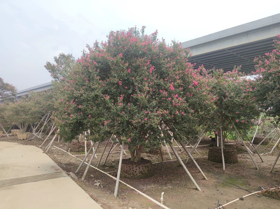 2108 Поставка бутик с полной короной, большими красными листьями