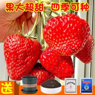 ��ݮ�N���ļ��_���Y������ݮ�N��С���ѷN���׻��҃������绨�N��