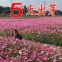 开花庭院室外四季花籽