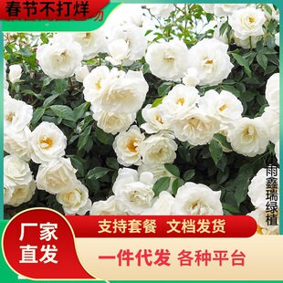 һ�����l�ٱ�ɽ �ٱ��¼� �������L�ݿ�ͥԺ�̨ ��ɫ�ͺ��͟��N