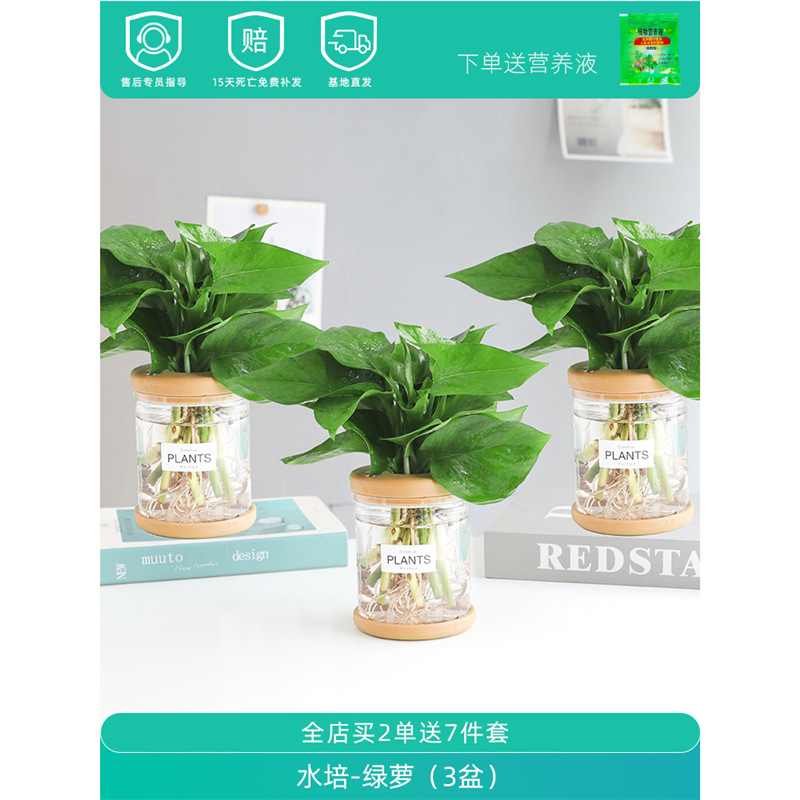 Plantas hidropónicas en maceta de flores de oficina de flores pequeñas plantas verdes en todas las estaciones, fácil de cultivar plantas en maceta de agua suculenta.