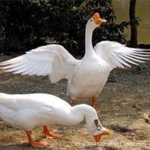 �Z��������s���Z�����l�ļ����Z���Bֳ��N���Z�������Z��r��