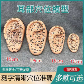 丰帆19cm耳朵穴位模型按摩耳针灸耳模型反射区模型刻字清晰经络耳