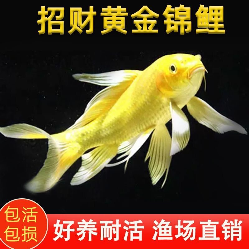 [Premium Selection] Golden Koi, Coldwater Ornamental Fish, Freshwater, Purebred Golden Dragon and Phoenix, Black Gold, Feng Shui Charm