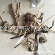 紫椎菊,松果菊,紫锥花,中药材批发紫锥花中药材