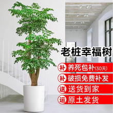 Ҹ͏dԴլGֲϘςk҃ļB辰