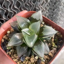 十二卷火焰山玉露Haworthia Flame Mountain寿万象玉扇多肉植物