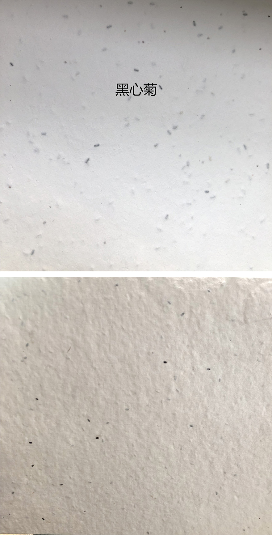 种子纸(原纸)_08