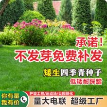 四季青草坪种子净籽混播黑麦草高羊茅四季常青工程护坡庭院绿化草