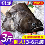 碟鱼头冷冻鲽鱼头鸦片鱼头深海新鲜比目鱼商用批发蝶鱼头海鲜