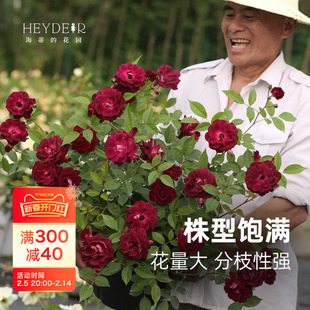 Heidi's Garden Grape Iceberg Shrub Rose Can Be Used as a Vine and Is Easy to Grow as a Flowering Plant and Flower Potted Seedling in All Seasons
