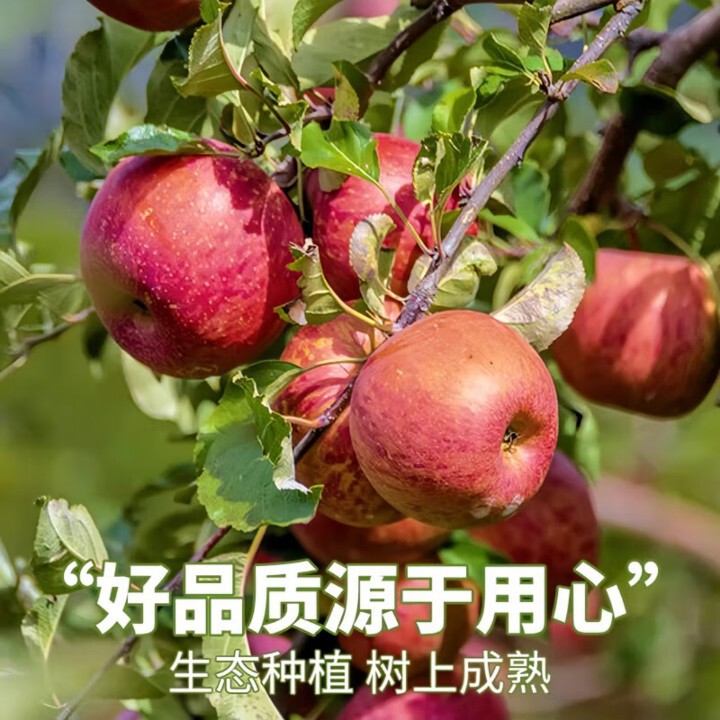 Authentic Yunnan Zhaotong Bingtangxin Ugly Apples Red Fuji Fresh Fruit for Pregnant Women, Crispy and Sweet, Whole Box Authentic Yunnan Zhaotong Bingtangxin Ugly Apples Red Fuji Fresh Fruit for Pregnant Women, Crispy and Sweet, Whole Box