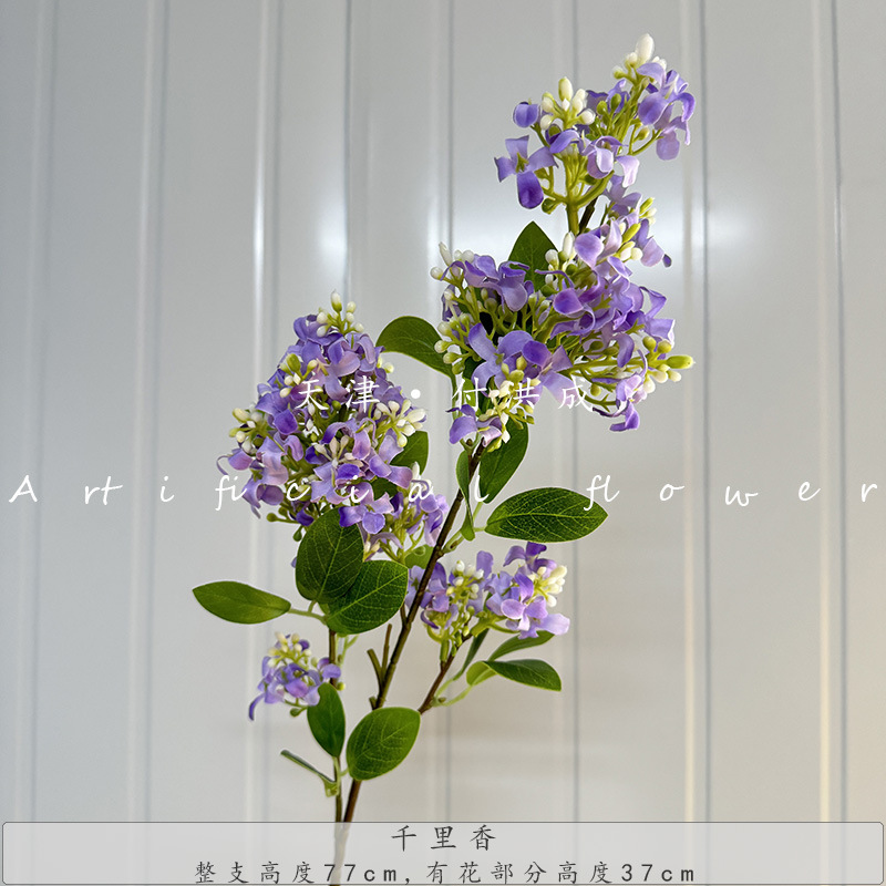 수천 마일의 향기 - 진한 보라색