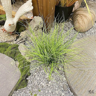 �Ѳ�С�ݲݶ�����辰âɳ�P�ٲݸɾ����JȔ�ݾG����ֲ�b�