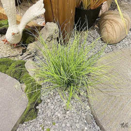 蒲草小草草垛地面盆景芒沙盘假草干景细芦苇草绿橱窗植装饰