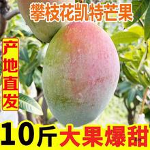 爆甜凯芒果10斤装整箱青芒果新鲜现摘当季水果批发非台农贵妃芒