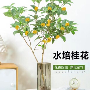 �𻨘�������ˮ��ֲ���ļ��𻨎��������������R��ľ���B�Gֲ����