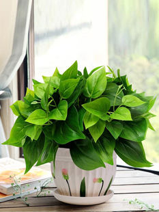 �G�}����Gֲ���b���滨��ֲ��Ҿӿ͏d�b����Ԕ[�O�k���Ҕ[��