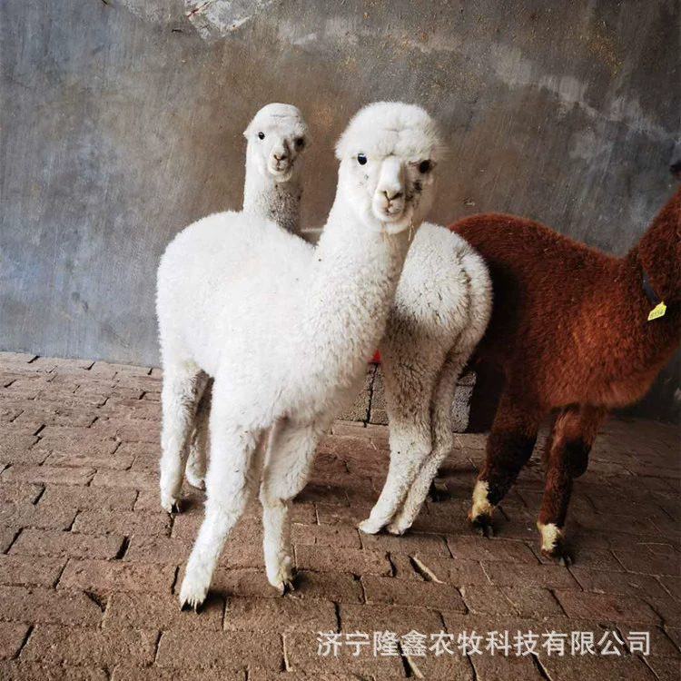 Завод по разведению альпаки Переработка размера альпаки Долгосрочная переработка Альпака Пони Страус Черный Лебедь Live